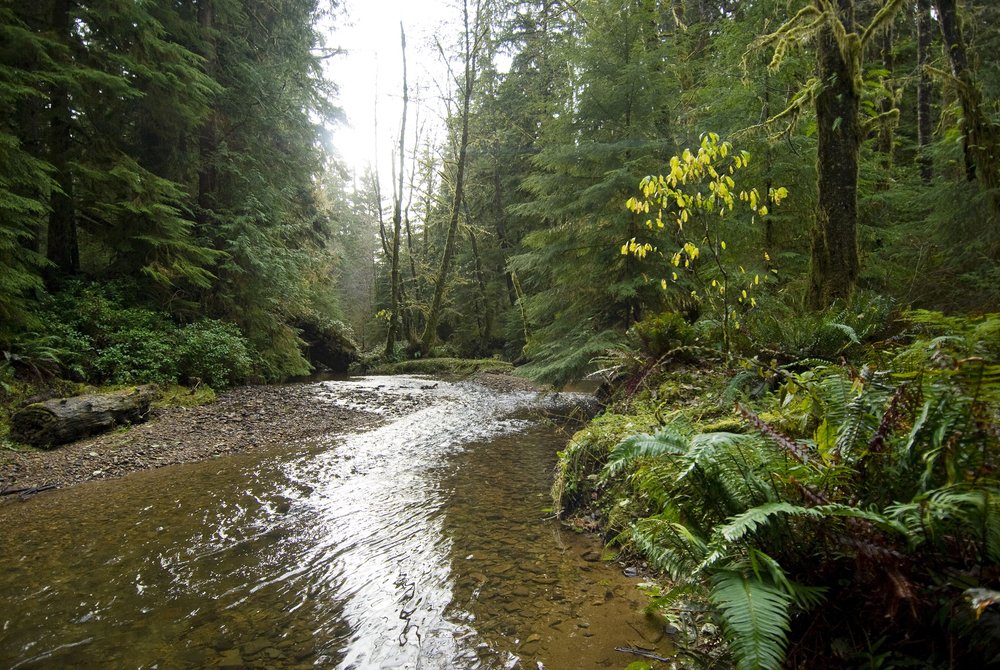 A creek in a forest