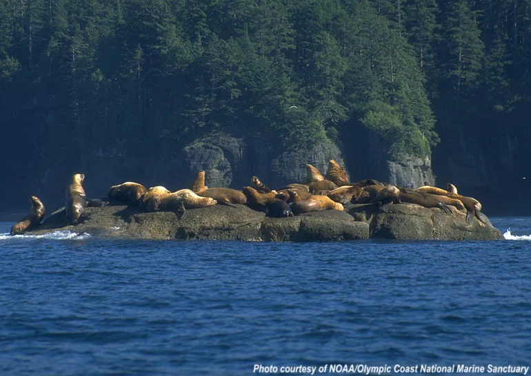 National Sanctuaries Protect Our Precious Marine Resources