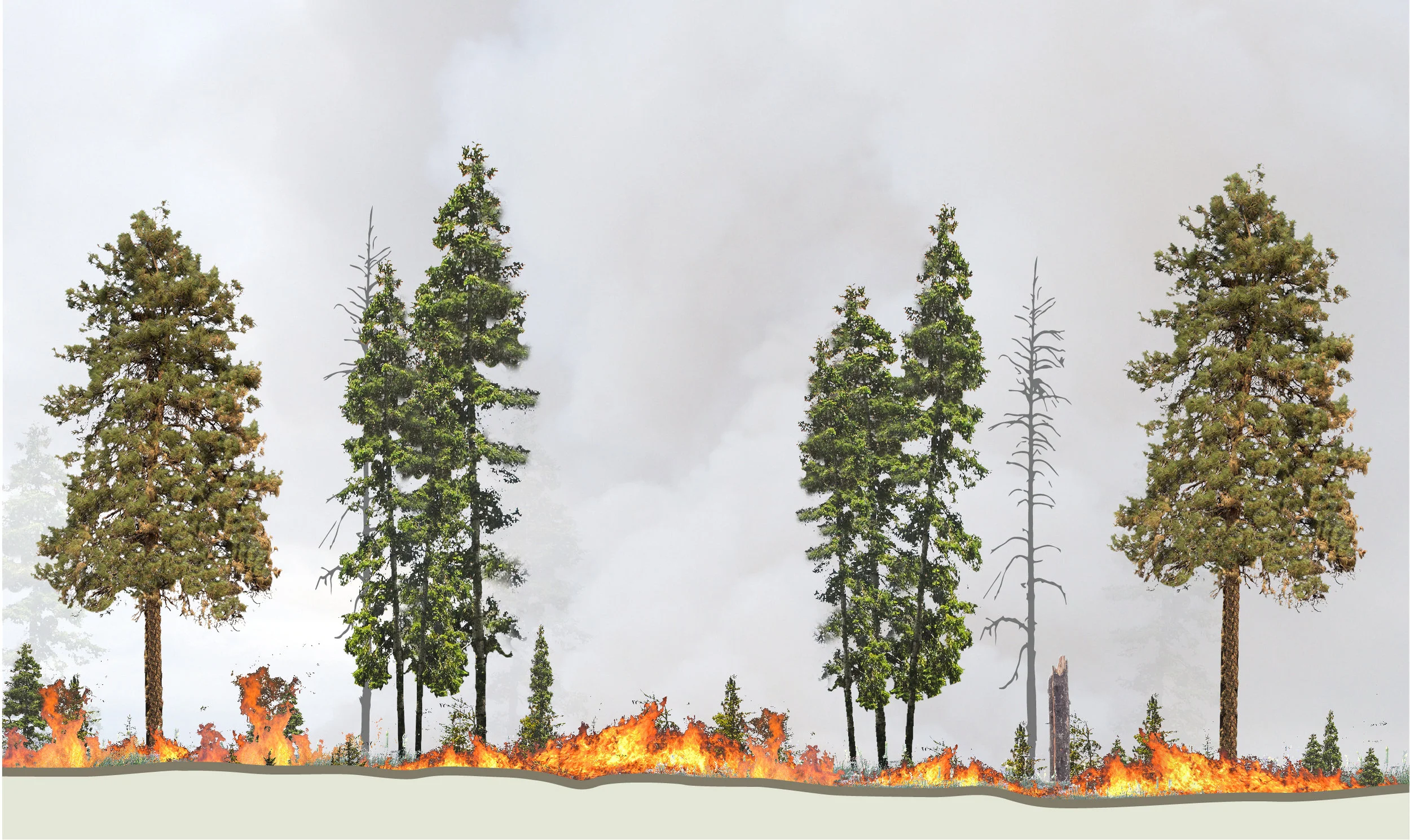 Above: A restored dry forest with adequate space between trees can prevent wildfire from moving from the ground to the tree canopy.