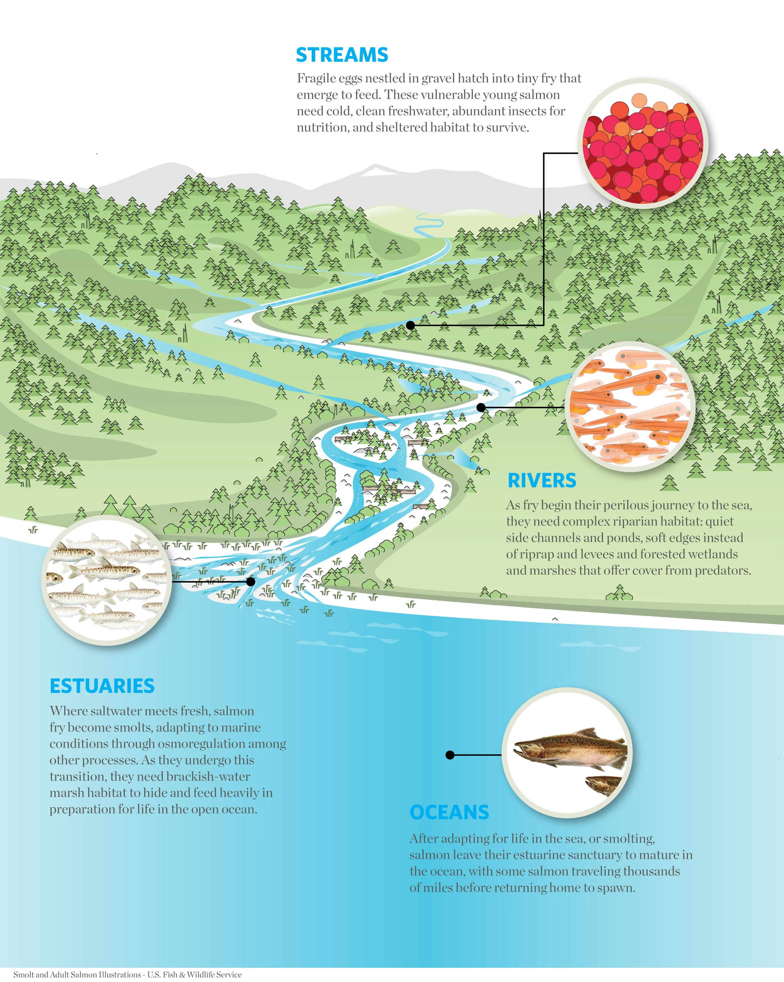 SalmonCycle_20171004-01.jpg