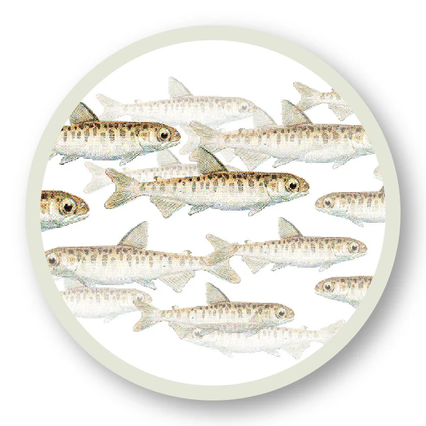 SalmonCycle_20171004-04.jpg