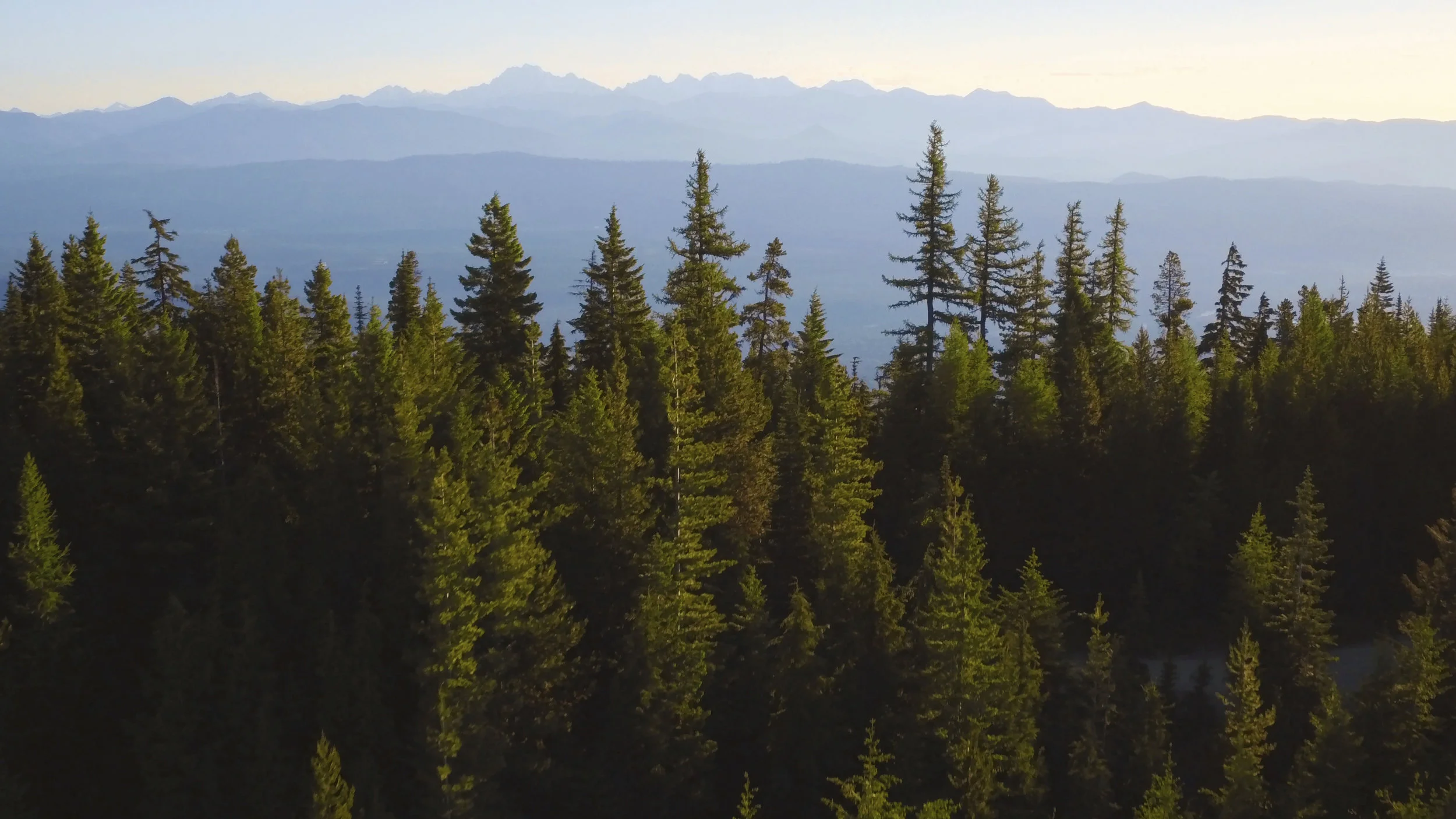 How does fire promote forest health?