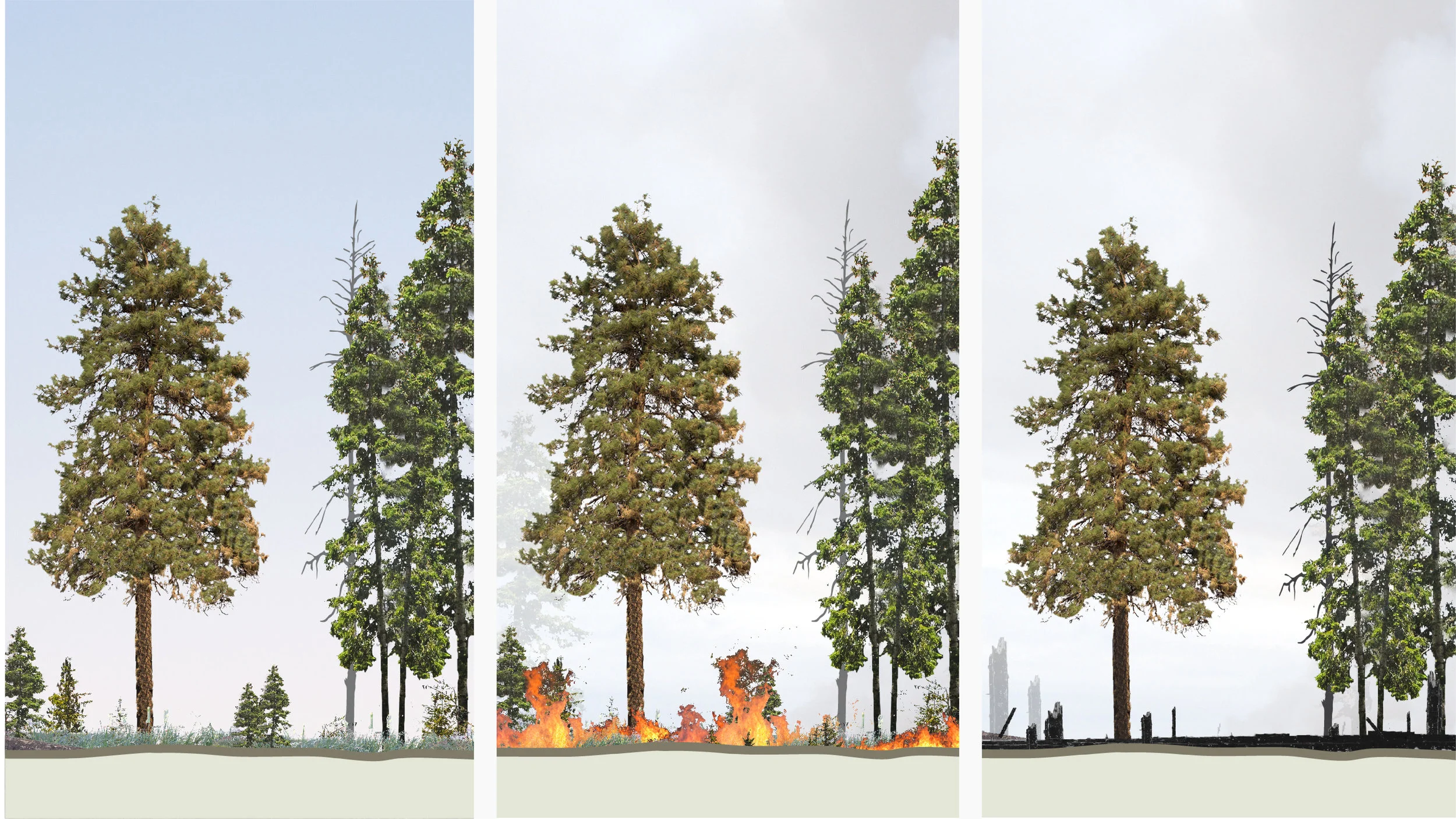 Tree_Story_Social_v2-03.jpg