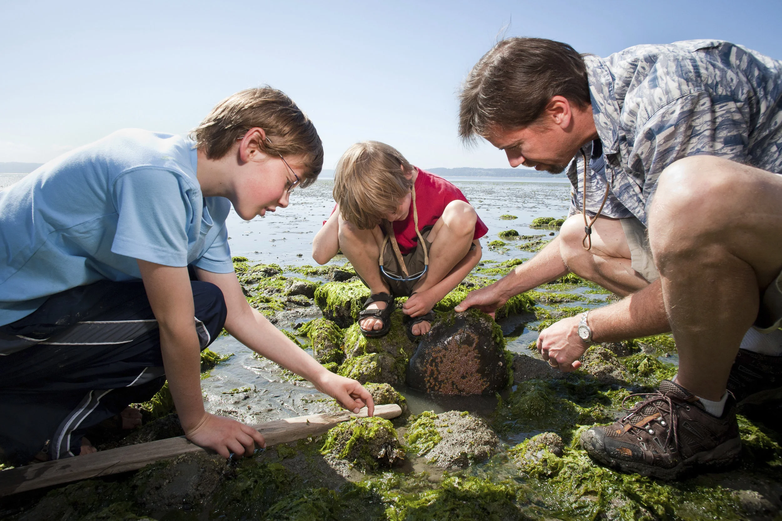 Bob Carey and his two sons turn over a rock on the beach of Barnum Point to discover what wonders might be hidden beneath. Photo © Benj Drummond.