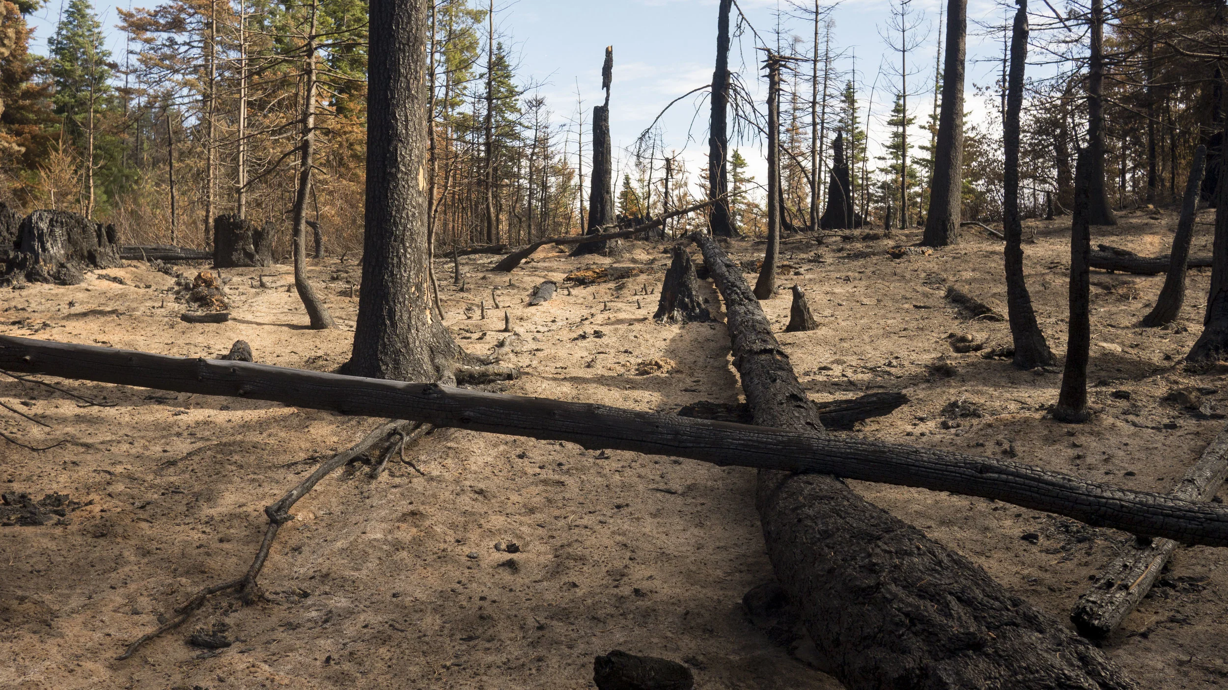 A burned area from the Jolly Mountain fire on Nature Conservancy-managed land. Photo © Will Chen / TNC