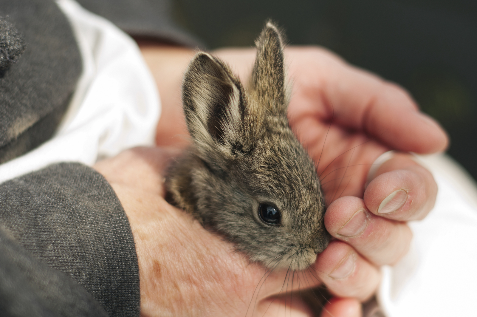  TNC volunteers help re-introduce Pygmy rabbits to the wild at Beezley Hills Preserve. Photo by Hannah Letinich. 