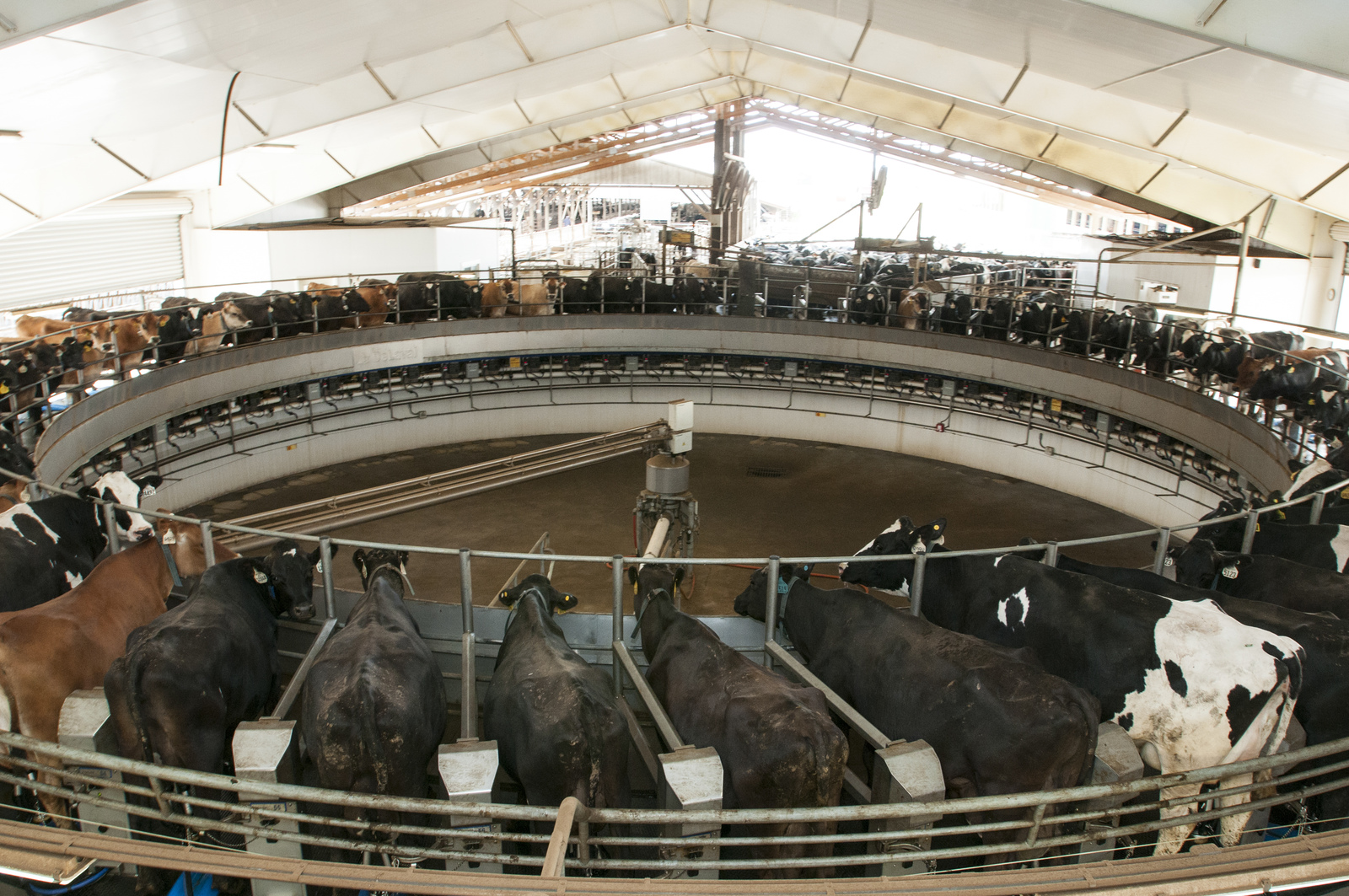 Touring a dairy farm in Snohomish County. Photo by Hannah Letinich.