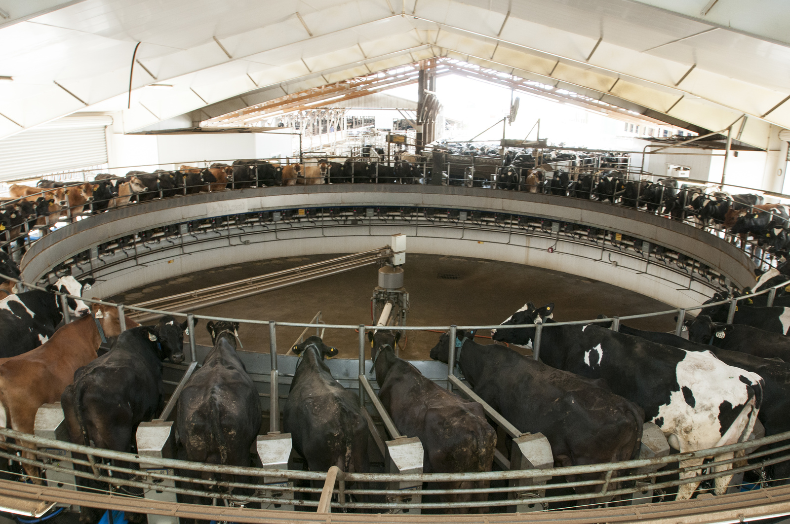  Touring a dairy farm in Snohomish County. Photo by Hannah Letinich. 