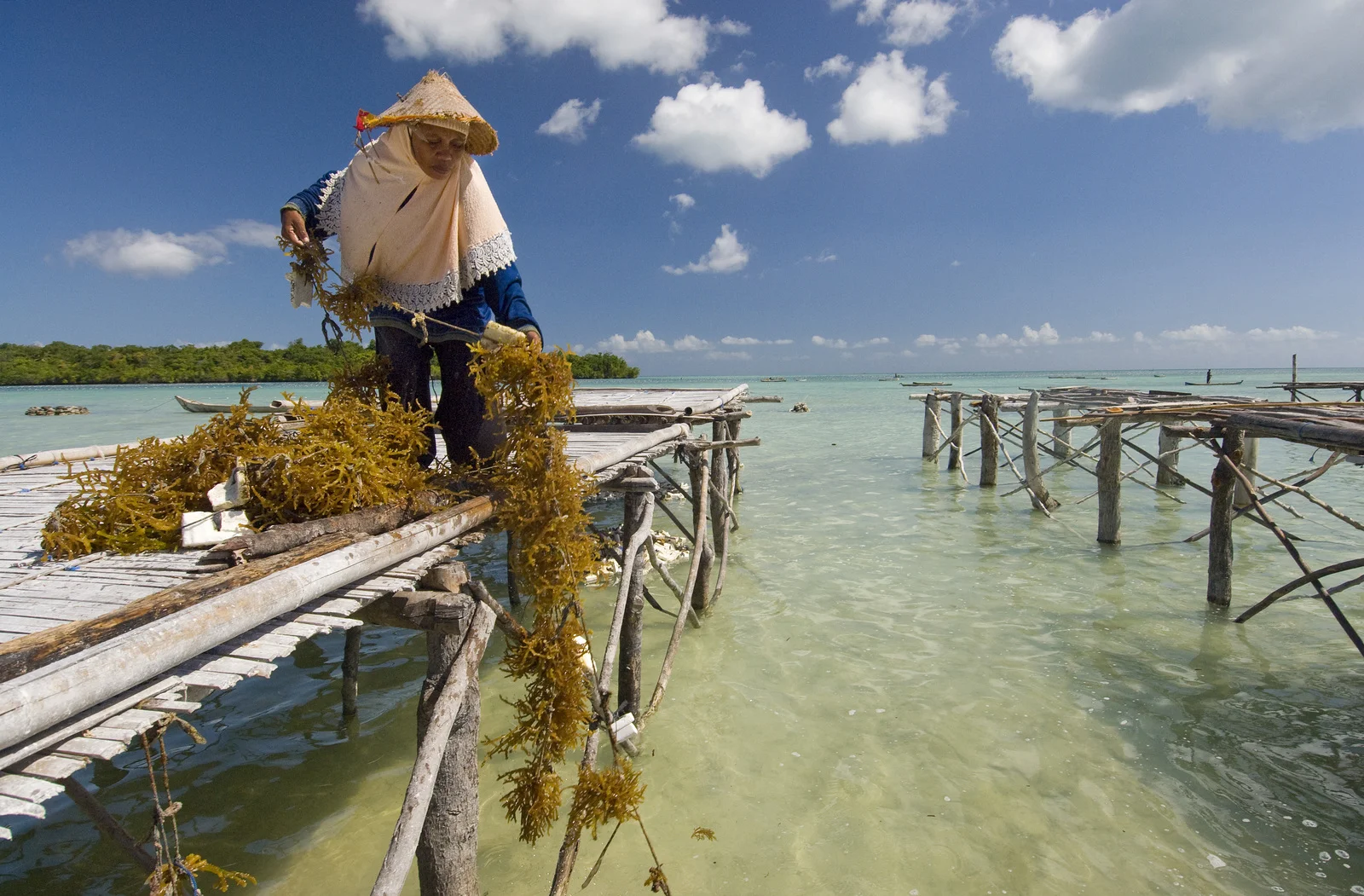 Harvesting seaweed in Liya village on the island of Wangi Wangi in Indonesia. Photo by Bridget Besaw.