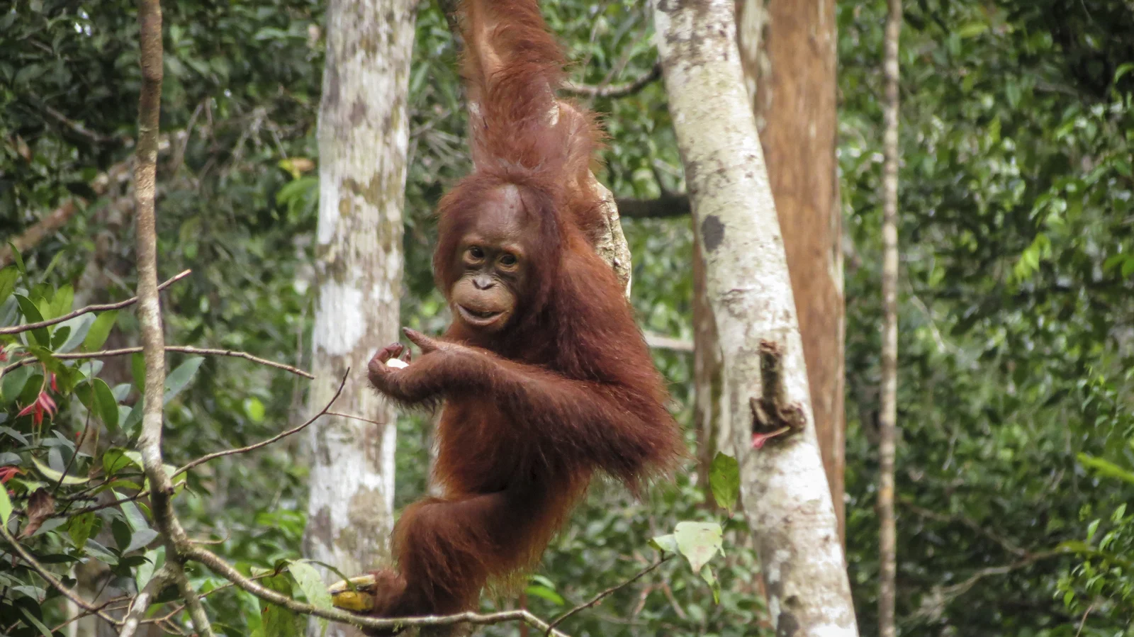 An orangutan in Tanjung Puting National Park in Borneo, Indonesia. Photo credit: © Katie Hawk
