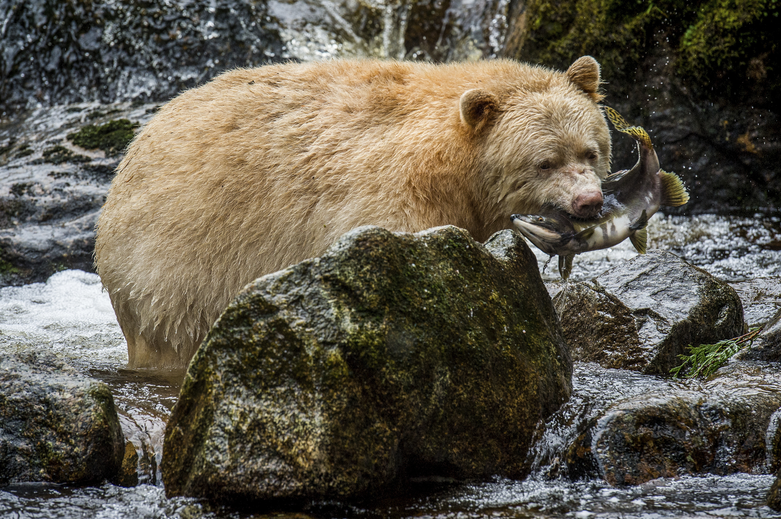 Washington contributed significant funding to the 19-million-acre Great Bear Rainforest Agreement. Photo by John McCormack.