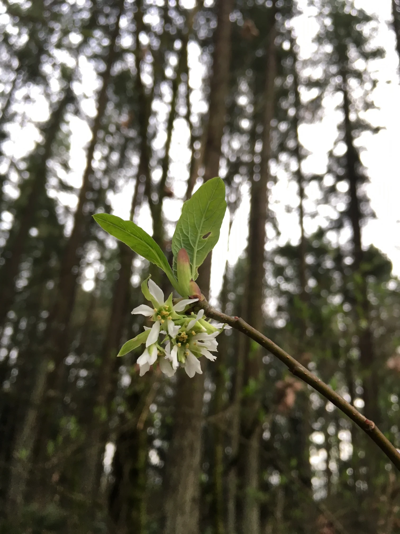Indian plum. Photo © Kyle Smith