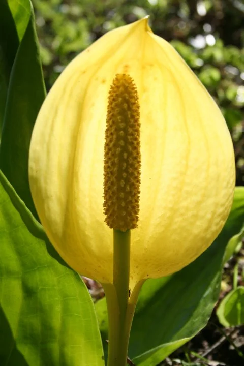 Skunk cabbage.&nbsp;Photo © Kyle Smith