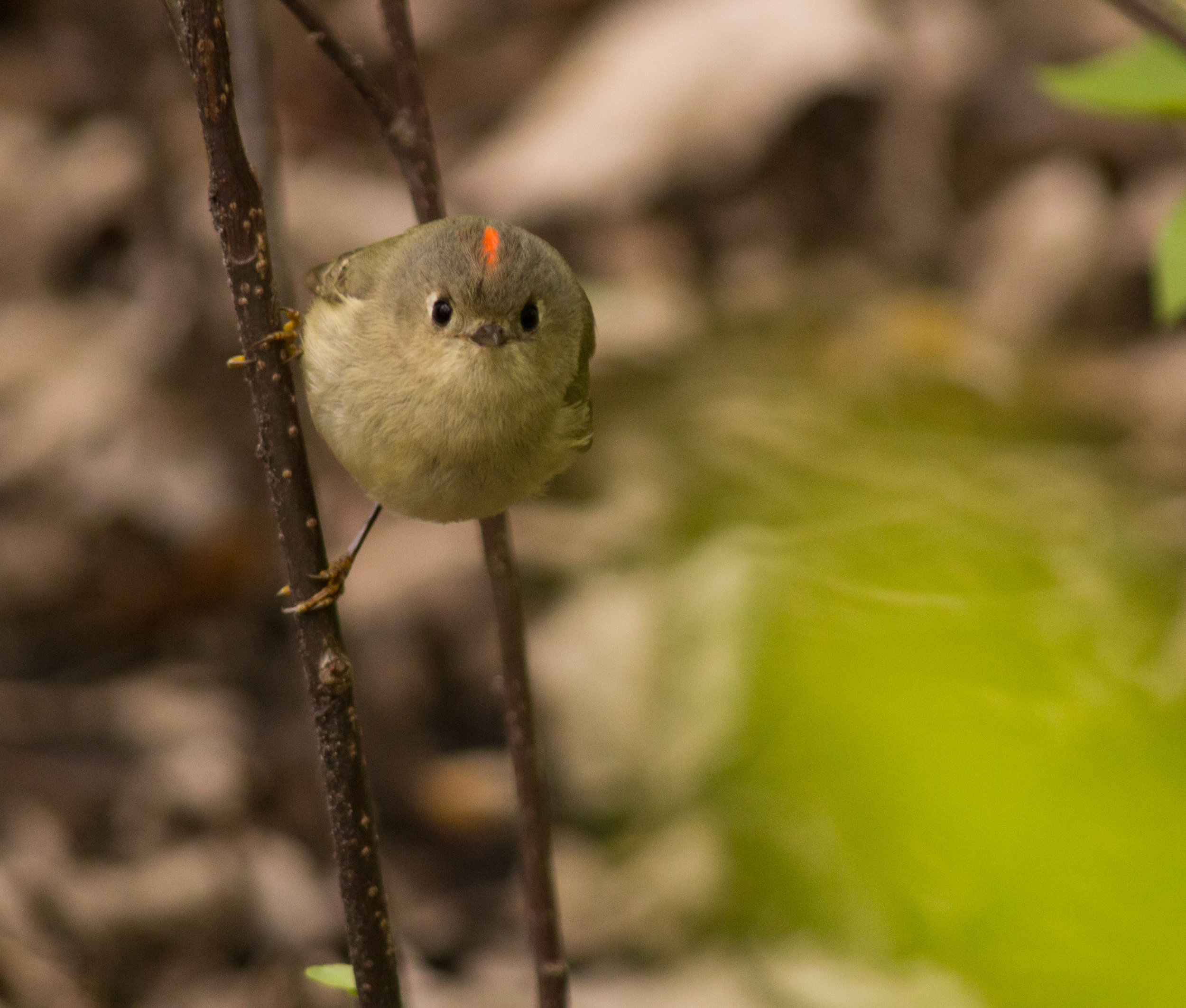 Ruby crowned kinglets. Photo © USFWS