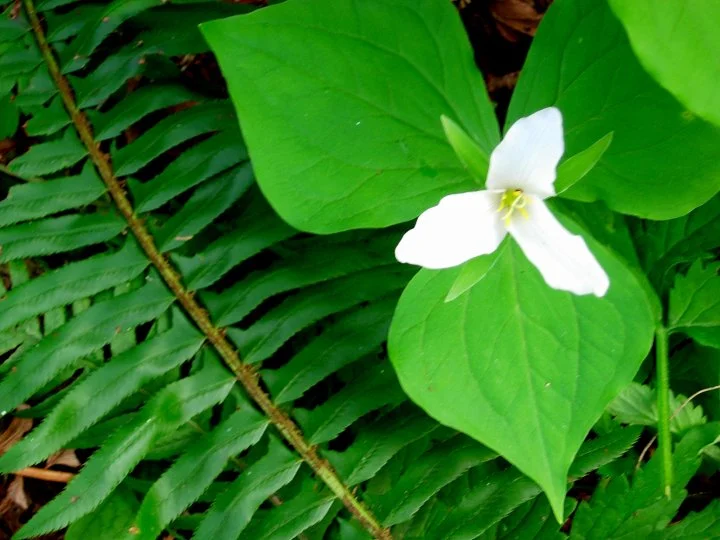 Trillium. Photo © Kyle Smith
