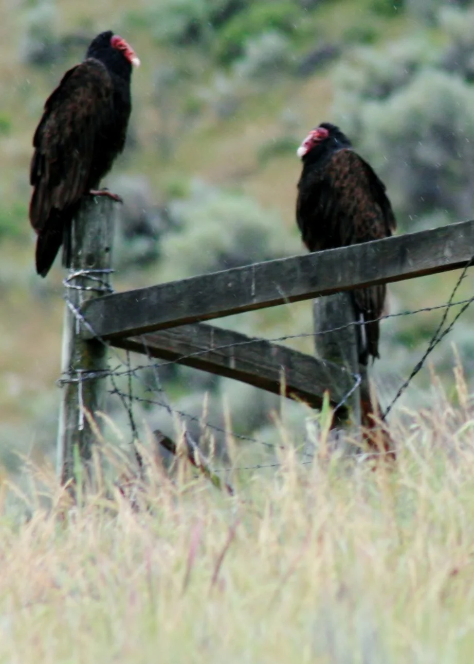 Turkey vultures. Photo © Kyle Smith