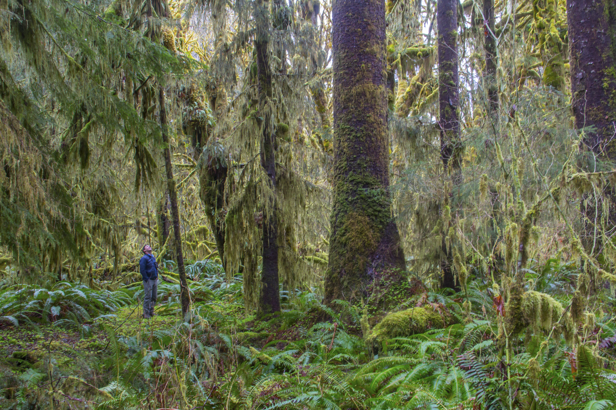 Moss on conifers around the Hoh River area, Olympic Peninsula, in spring. Photo by Joel Rogers.