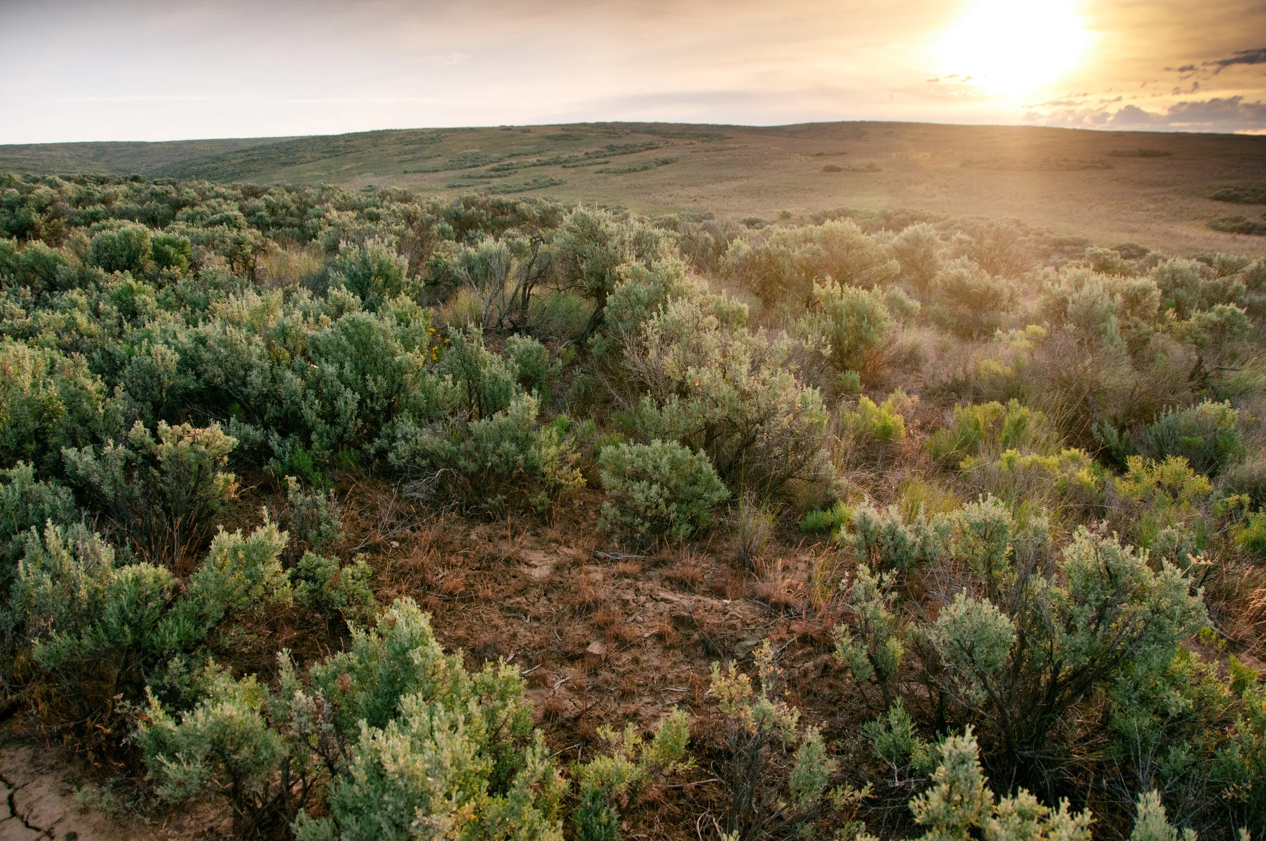 Shrubsteppe Brings Spring Surprises — The Nature Conservancy in Washington