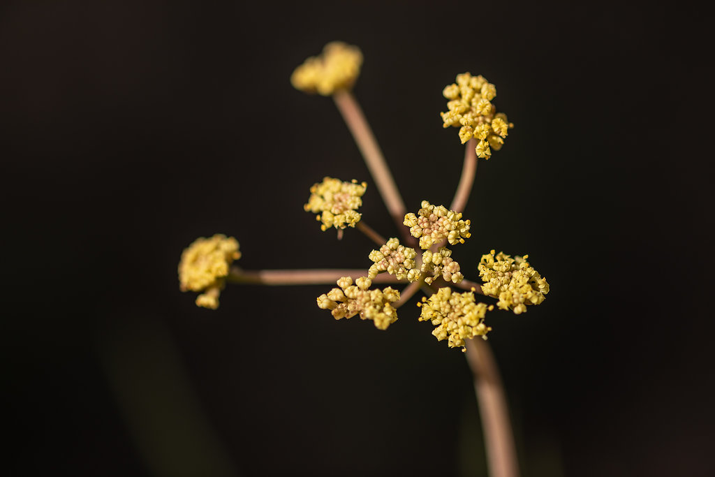 Biscuitroot