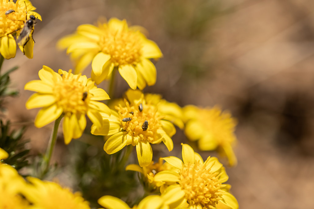 Desert fleabane