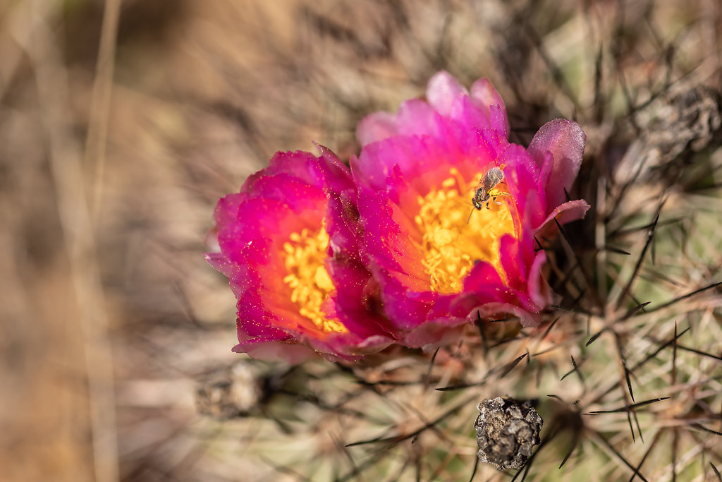 Hedgehog cactus