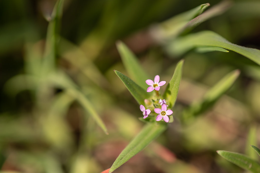 Narrow-leafed colomia