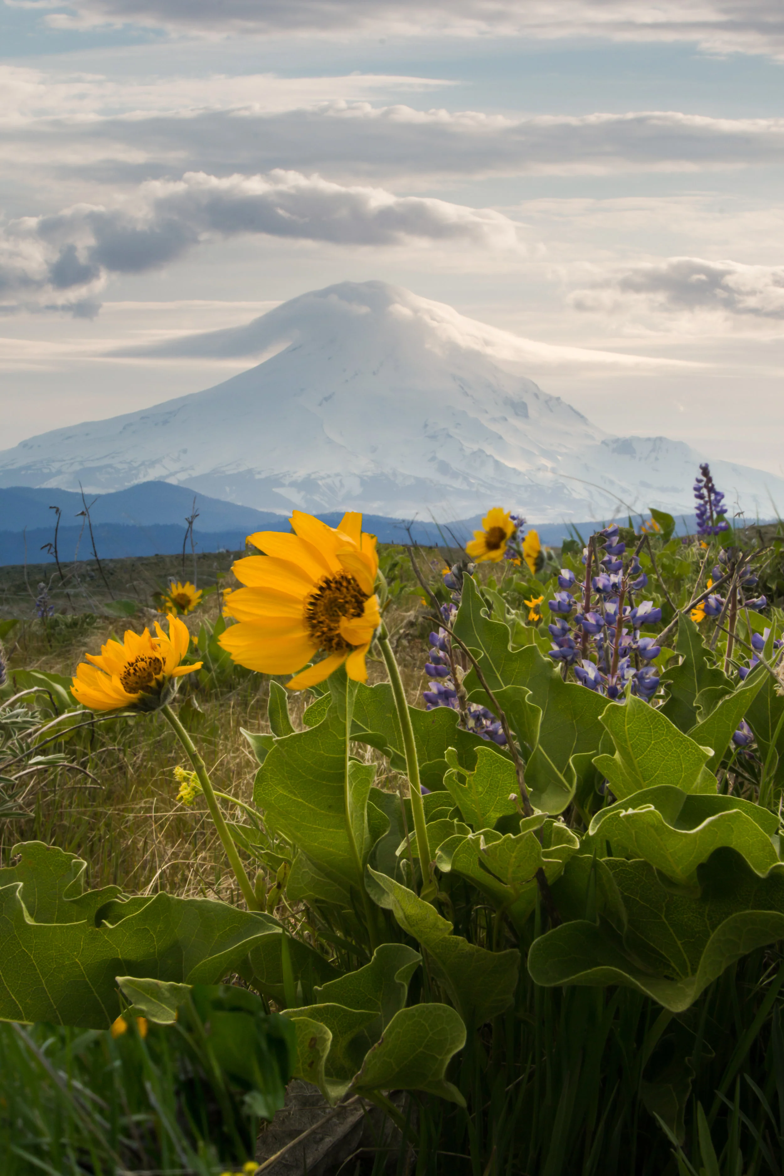 June Photo of the Month: Stop and Smell the Flowers