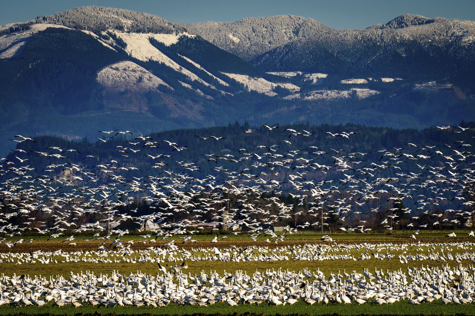 Migratory snow geese at the Skagit Wildlife Area draw birdwatchers from around the world. This place is protected by LWCF. Photo by Michael McAuliffe.