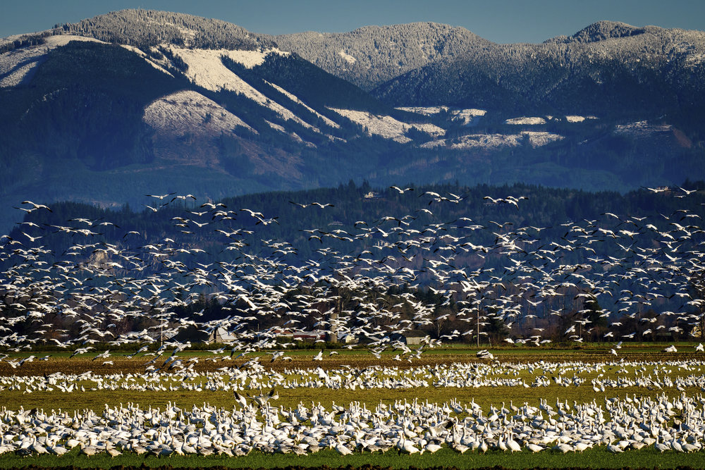  Migratory snow geese at the Skagit Wildlife Area draw birdwatchers from around the world. This place is protected by LWCF. Photo by Michael McAuliffe. 