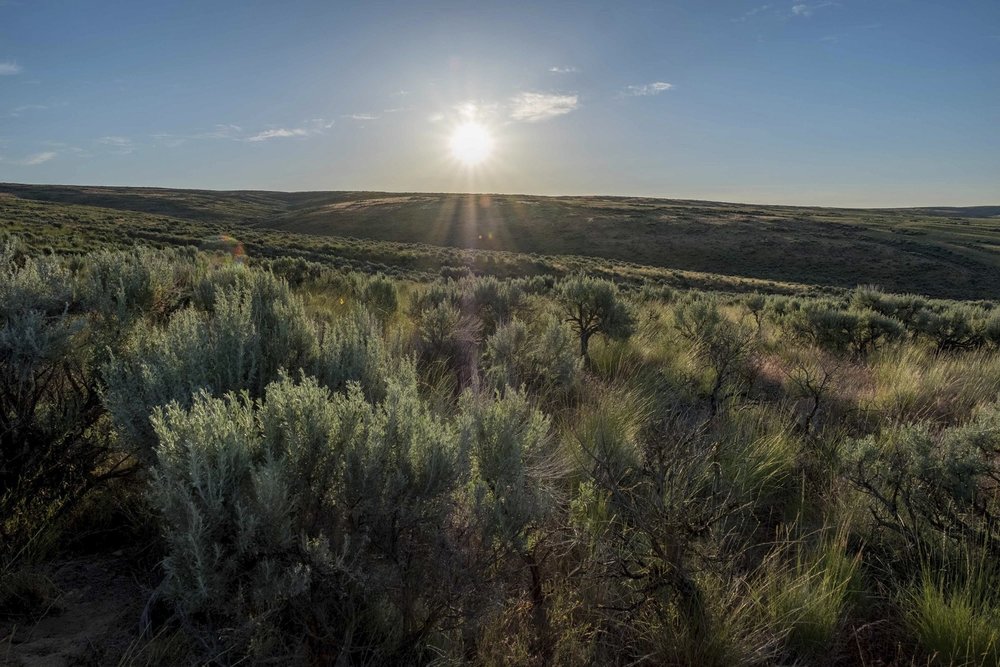  Moses Coulee, on the spectacular Columbia Plateau in Douglas County, is protected by LWCF’s federal grant program – and it’s one of The Nature Conservancy’s largest preserves in Washington. Photo by Kit Swartz 