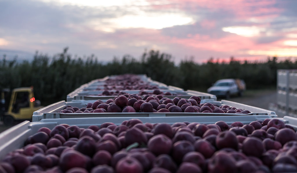 Apples upon Apples in Quincy