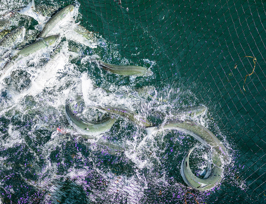 Salmon in the Salish Sea
