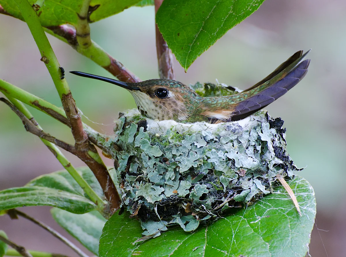 Rufous hummingbird. © Ken Salzman