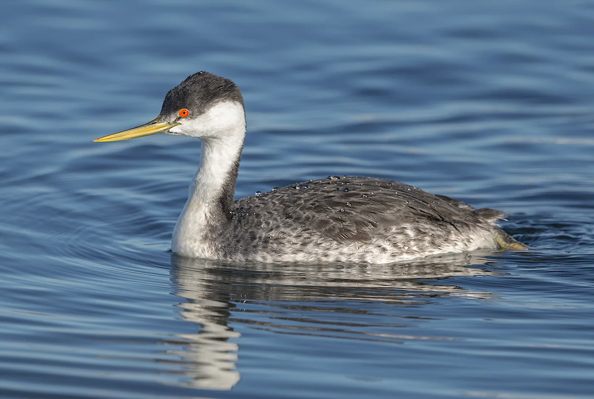 Western grebe. © Ken Salzman