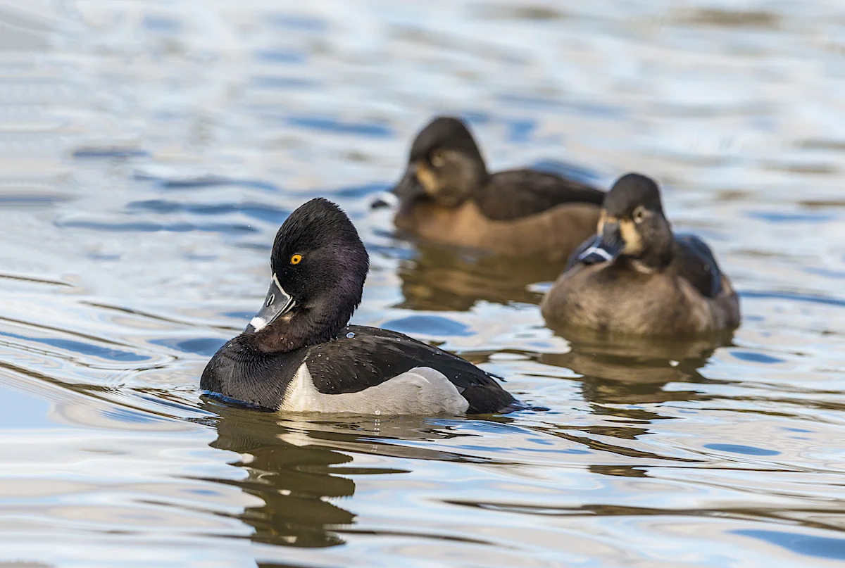 Ring-neck duck. © Ken Salzman