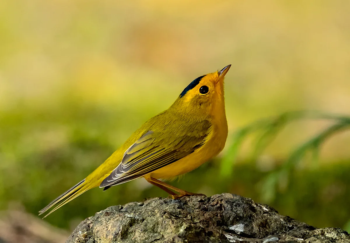 Wilson’s warbler. © Ken Salzman