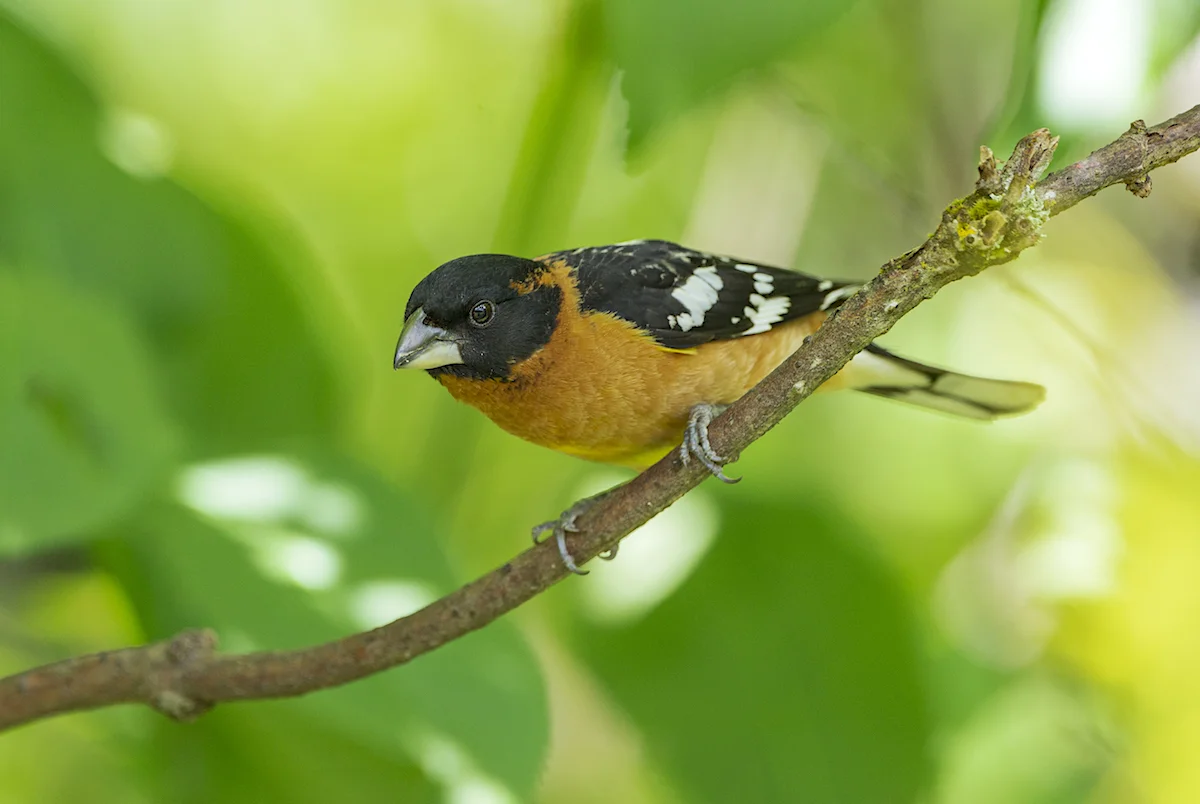 Photos: Washington's Spring Bird Migration
