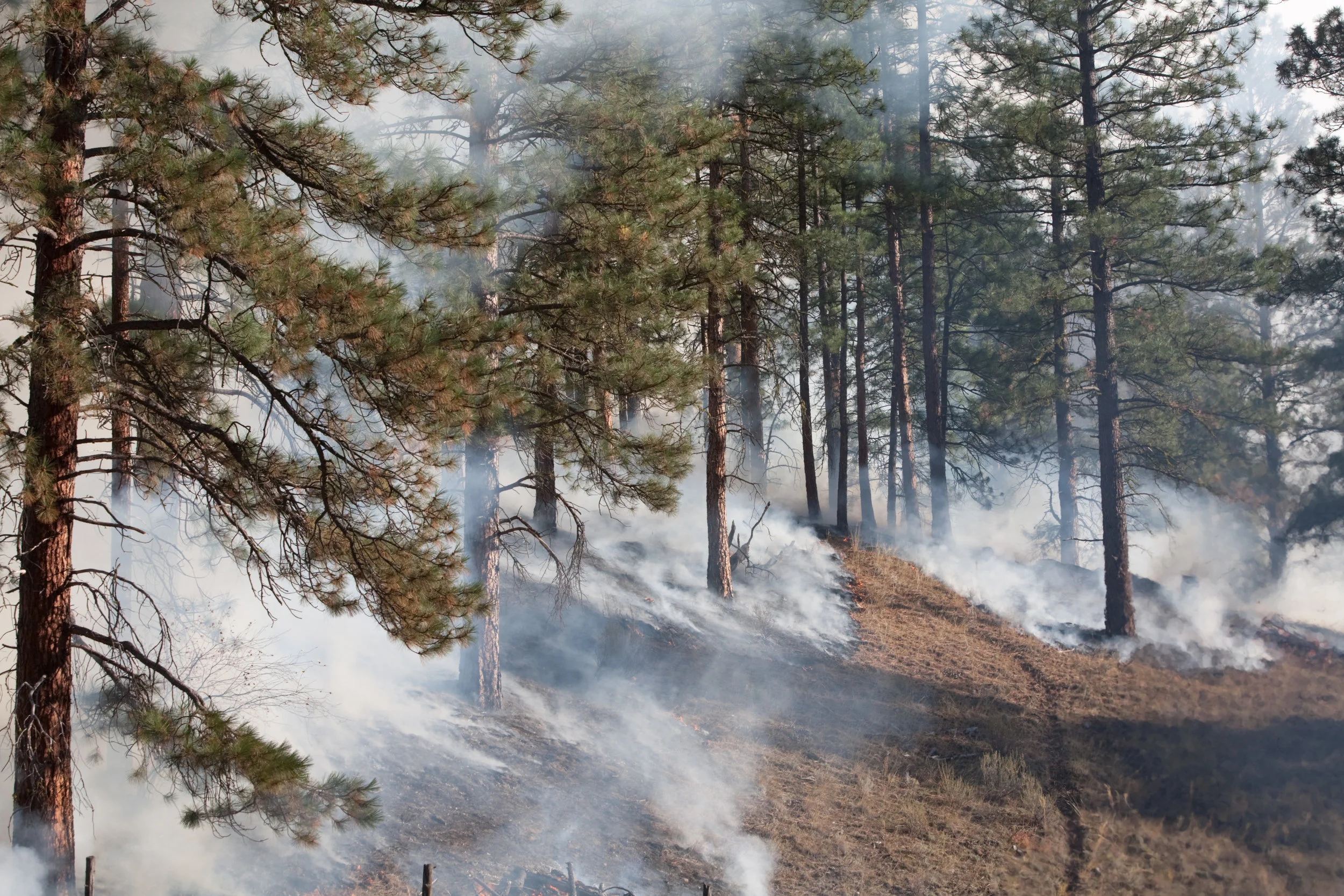 Prescribed fire in Sinlahekin Wildlife Area © John Marshall