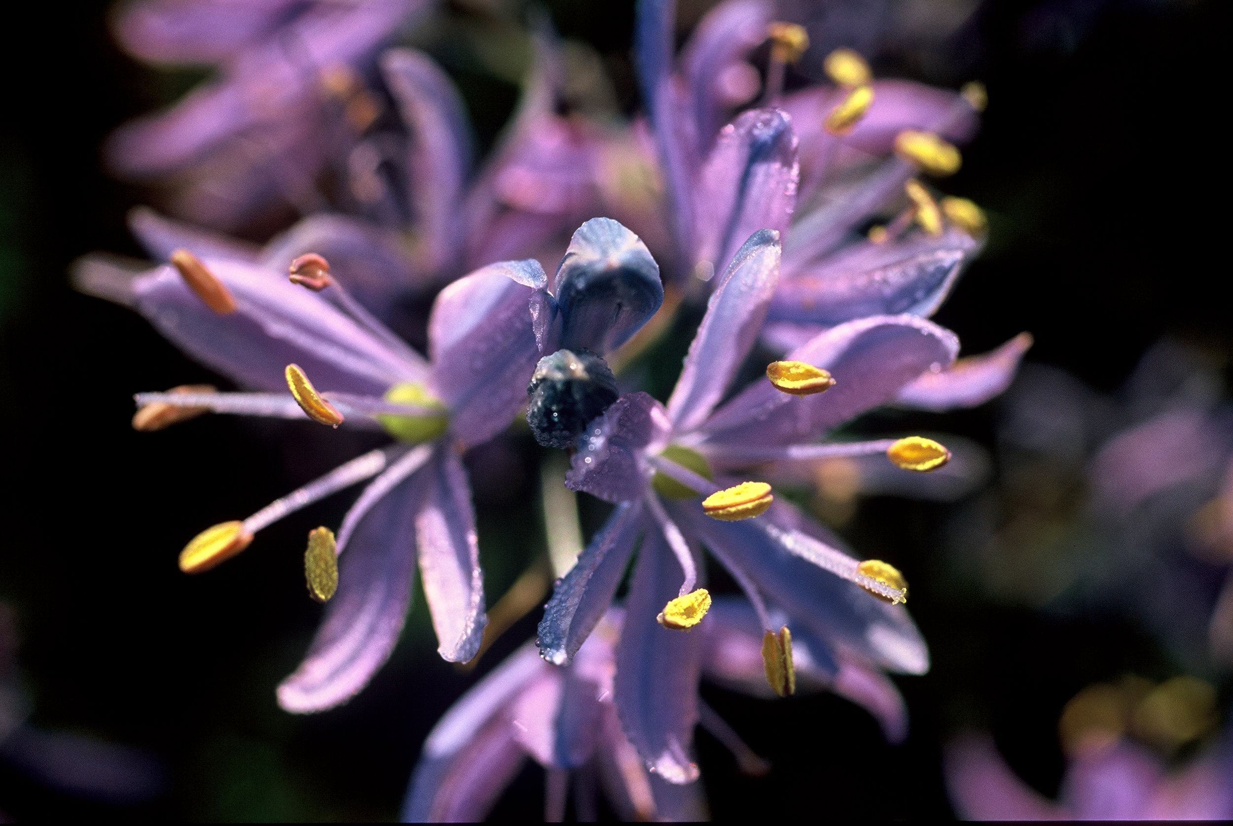 Camas © Keith Lazelle