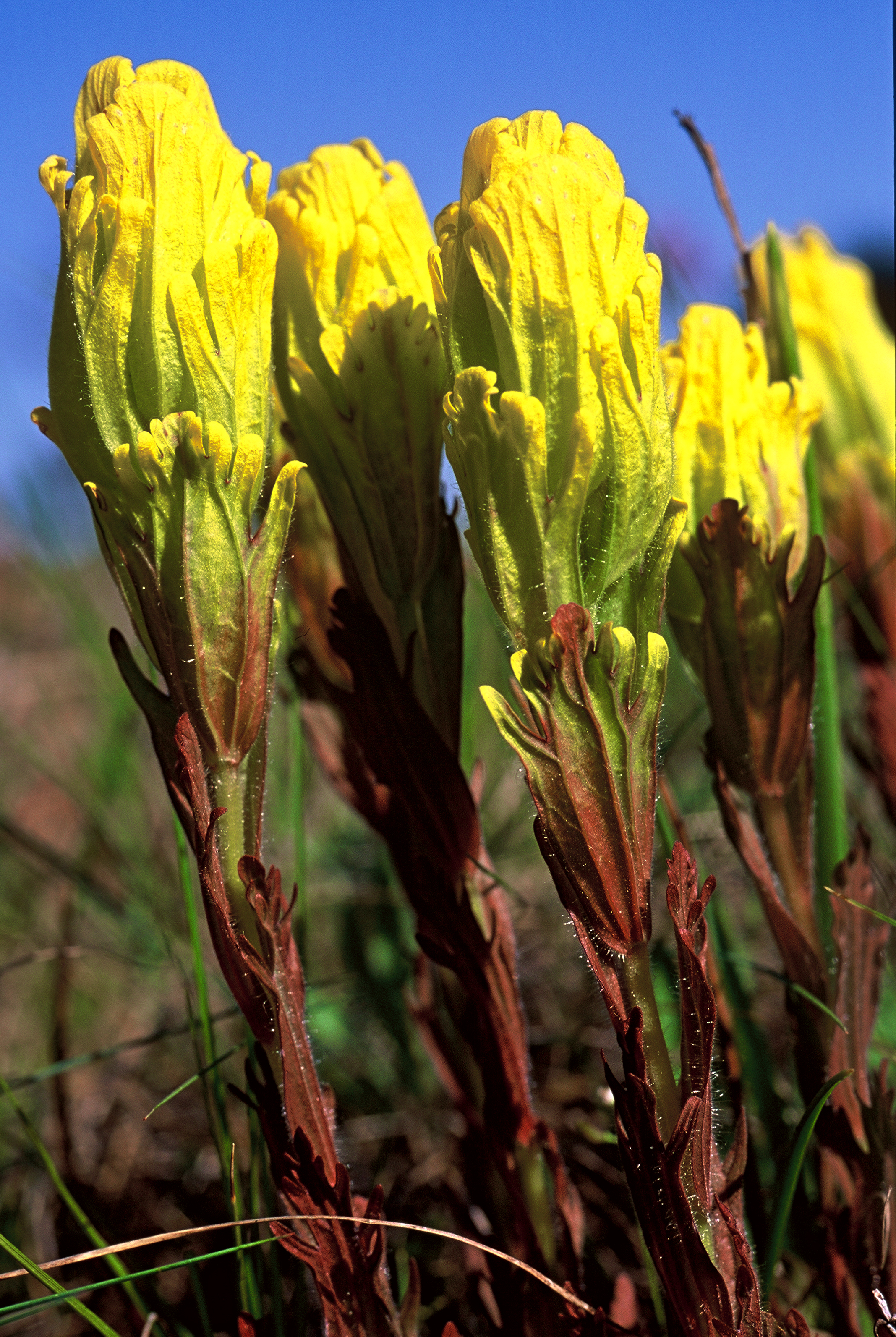  Golden paintbrush ©  Keith Lazelle 