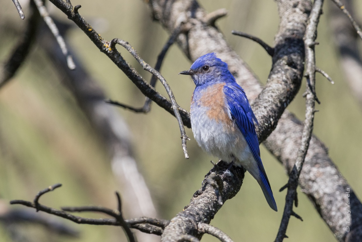 Western bluebird © Tony Varela/CNLM