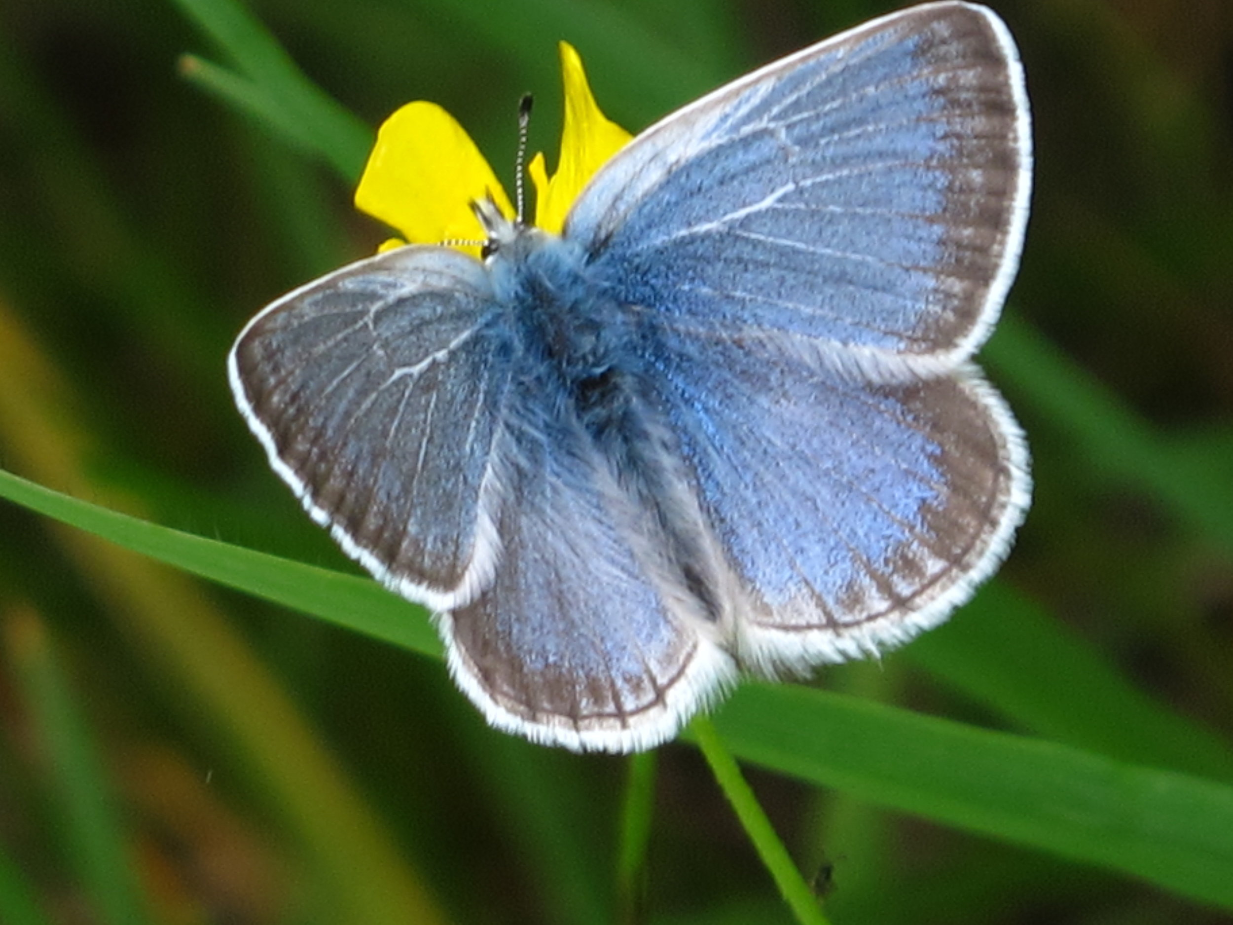  Male Puget blue butterfly  ©  CNLM 