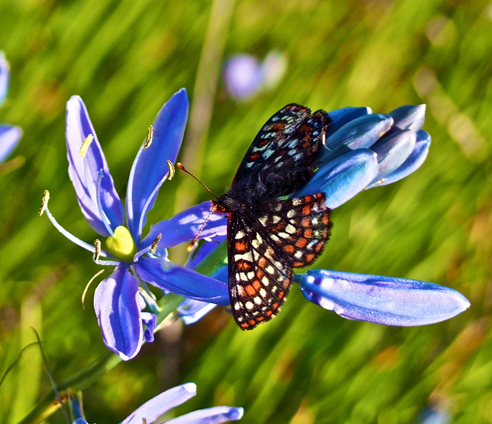  Taylor’s checkerspot butterfly on camas ©  CNLM 