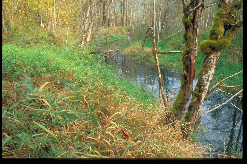 Work Party at Fisher Slough