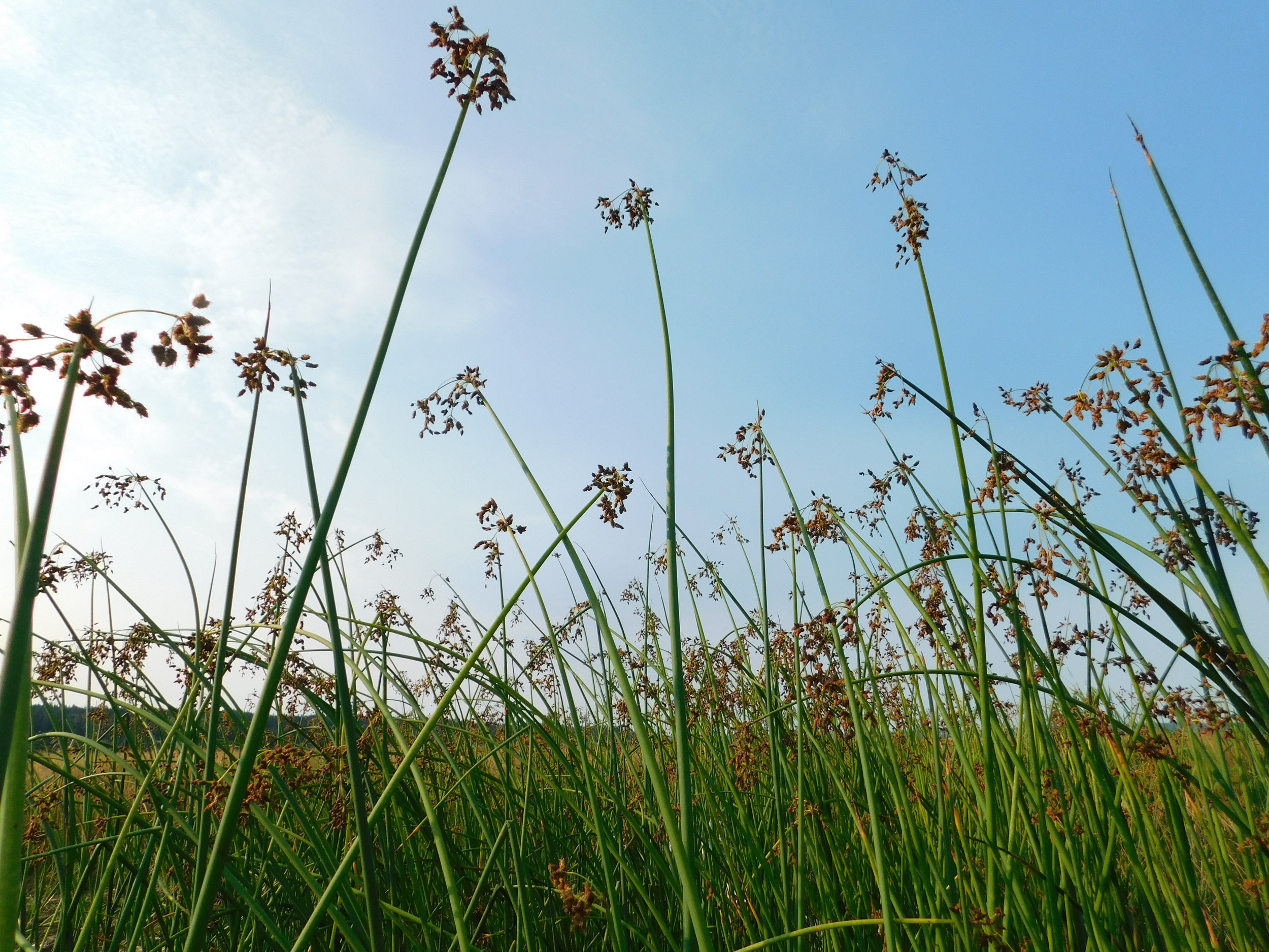 Earth Day Volunteer Event