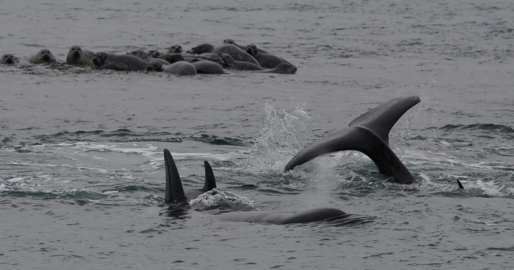 Orca whales near Yellow Island. Photo by Phil Green.