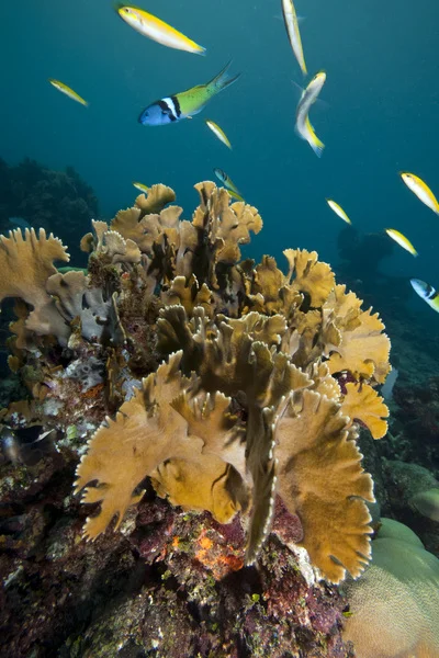 Wrasses circle a colony of fire coral on the reef of Del Este National Park, along the SE coast of the Dominican Republic. Photo by Jeff Yonove.