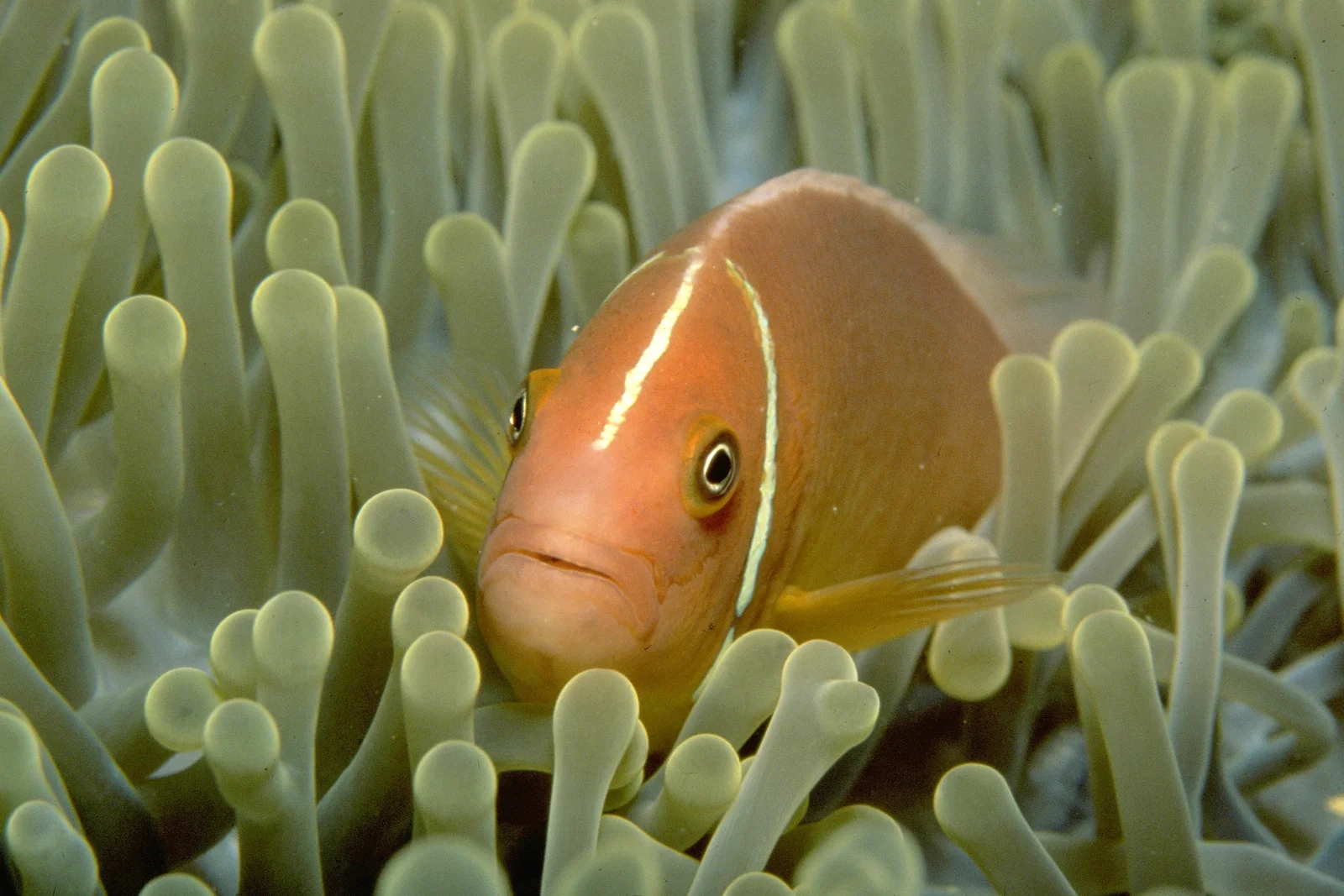 Nature's non-binary fluidity in our global oceans