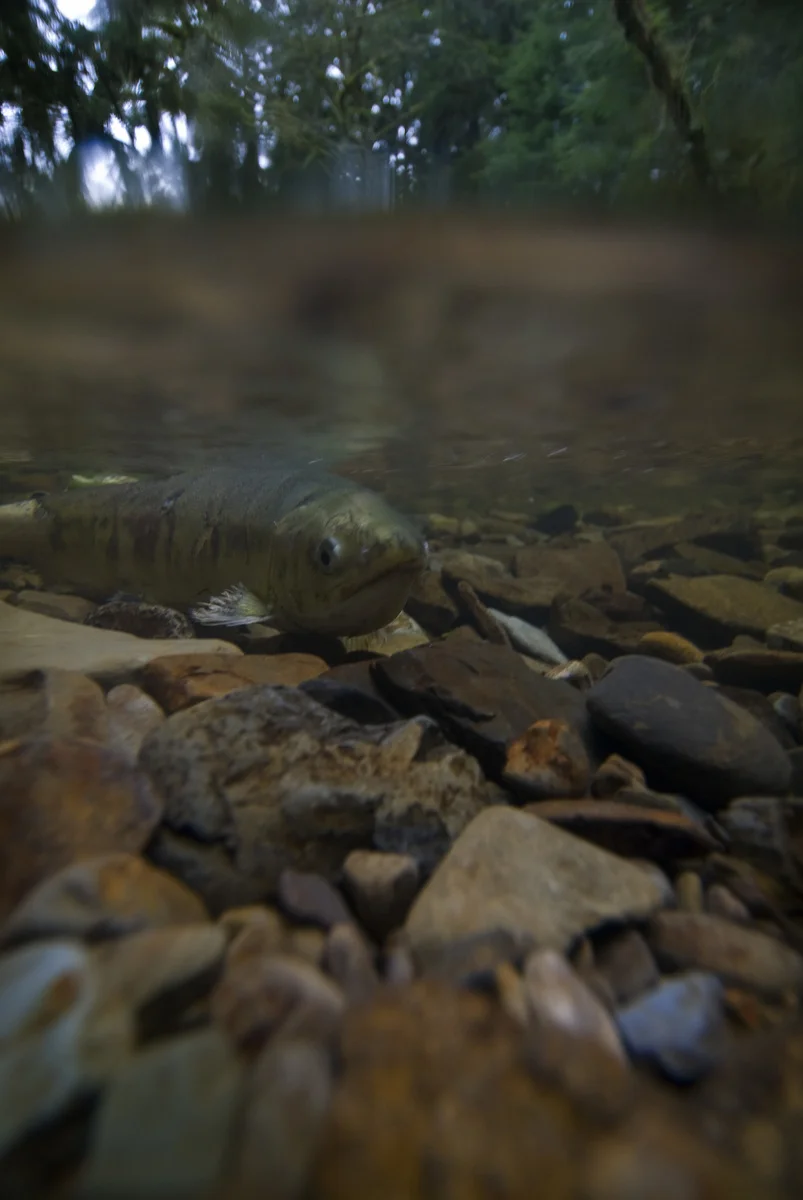 A salmon swims after spawning at The Nature Conservancy's Ellsworth Creek Preserve in Southwest Washington. Photo by Bridget Besaw.