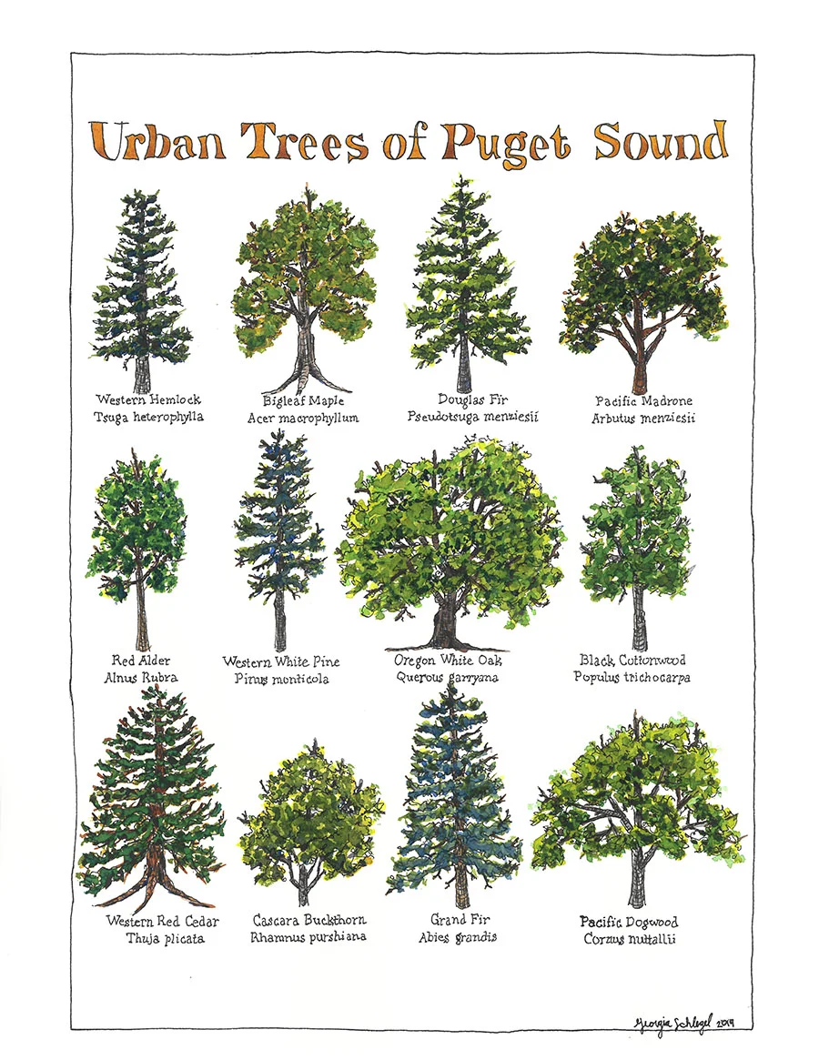 8.5x11_GeorgiaSchlegel_UrbanTreesofPugetSoundWatercolor.jpg